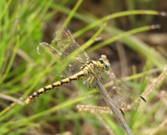 Onychogomphus