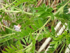 Vicia orobus