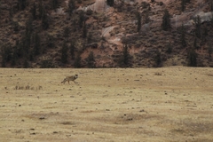 Canis lupus filchneri