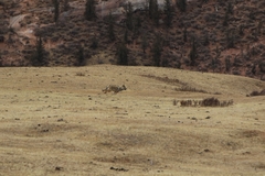 Canis lupus filchneri