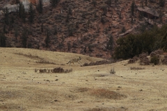 Canis lupus filchneri