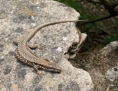 Podarcis muralis