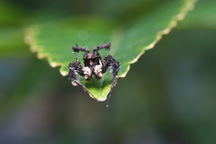 Portia labiata