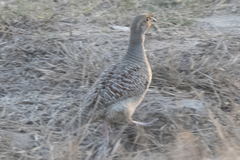 Ortygornis pondicerianus