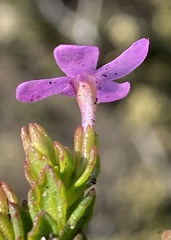 Chaenostoma subspicatum