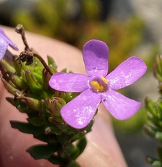 Chaenostoma subspicatum