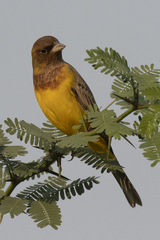 Emberiza bruniceps