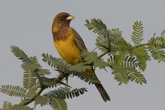 Emberiza bruniceps