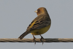 Emberiza bruniceps