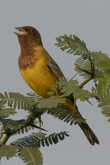 Emberiza bruniceps