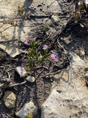Chaenostoma subspicatum