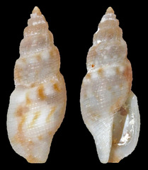 Tritonoturris subrissoides