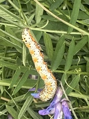 Pyrrhia