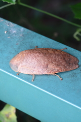 Pseudophoraspis nebulosa