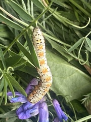 Pyrrhia