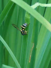 Xanthogramma pedissequum