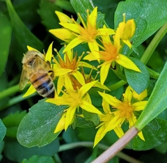 Apis mellifera