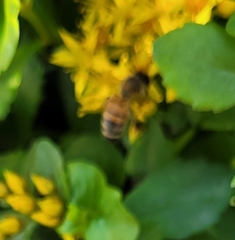 Apis mellifera