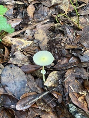 Leucocoprinus fragilissimus image