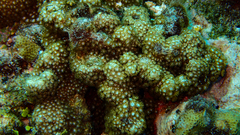 Goniopora fruticosa