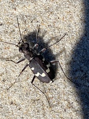 Cicindela maritima
