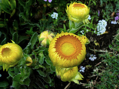 Helichrysum setosum