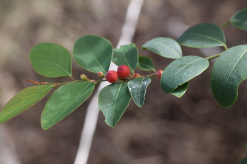 Breynia oblongifolia observed 2022-06-26