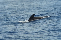 Globicephala