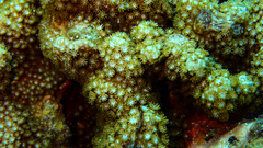Goniopora fruticosa