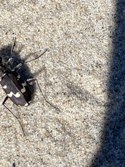 Cicindela maritima