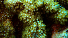 Goniopora fruticosa