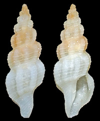 Tritonoturris