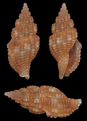 Tritonoturris