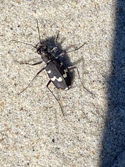 Cicindela maritima