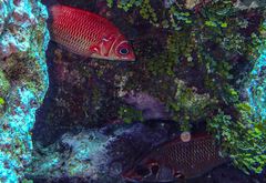 Sargocentron caudimaculatum