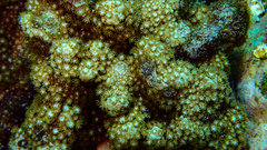 Goniopora fruticosa