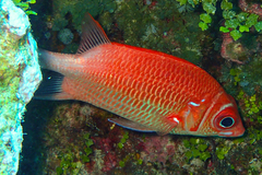 Sargocentron caudimaculatum