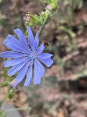 Cichorium intybus