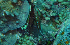 Cheilinus oxycephalus