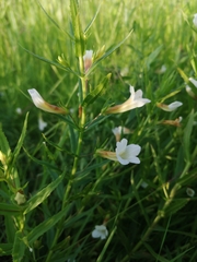 Gratiola officinalis