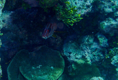 Sargocentron spiniferum