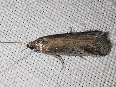 Euzophera cinerosella