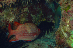 Sargocentron tiere