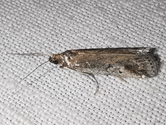 Euzophera cinerosella