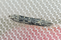 Batrachedra praeangusta