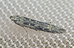 Batrachedra praeangusta