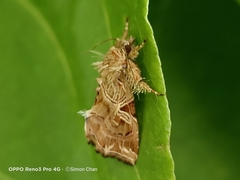 Callopistria exotica