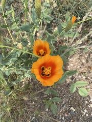 Glaucium corniculatum