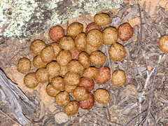 Pronolagus rupestris