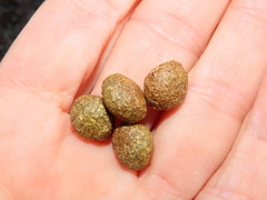 Pronolagus rupestris